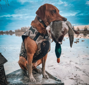 Adjustable Dog Vest